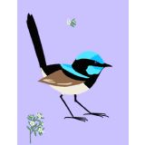 Lilac Fairy Wren