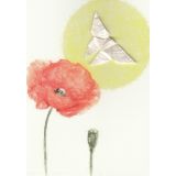 Red Poppy