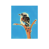 Kookaburra