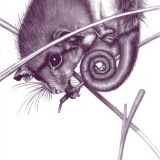 Western Pygmy Possum