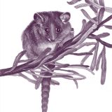 Eastern Pygmy Possum