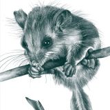 Feathertail Glider
