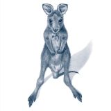 Eastern Grey Kangaroo