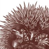 Short Beaked Echidna