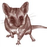 Fat Tailed Dunnart
