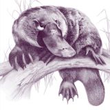 Platypus