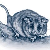 Mountain Pygmy Possum