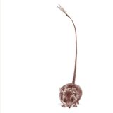 Long Tailed Dunnart