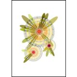 Banksia 