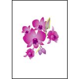 Cooktown Orchid 