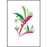 Kangaroo Paw 