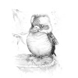 "King" The Baby Kookaburra