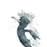 "Gabby" The Magpie