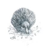 "Spike" The Echidna
