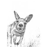 "Prue" The Kangaroo