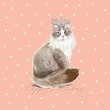 Catty - Happy Birthday