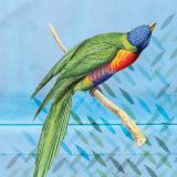 Hello Birdy - Lorikeet 