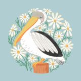 Pelican