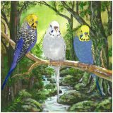 Forest Budgies
