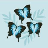 Ulysses Butterflies