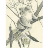 Koala on Branch 