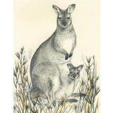 Red Necked Wallaby 