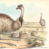 John Gould Emu