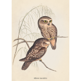 John Gould Spotted Owl