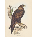 John Gould Wedge Tailed Eagle