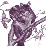 Mountain Brushtail Possum