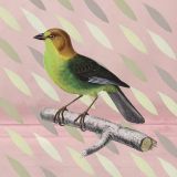Hello Birdy - Finch 