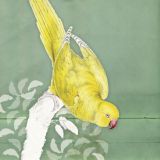 Hello Birdy - Yellow Parakeet