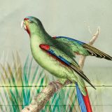 Hello Birdy - Green Parakeet 