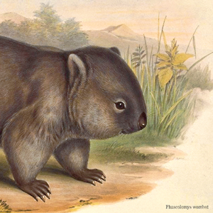 John Gould Wombat