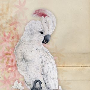 Hello Birdy - Cockatoo